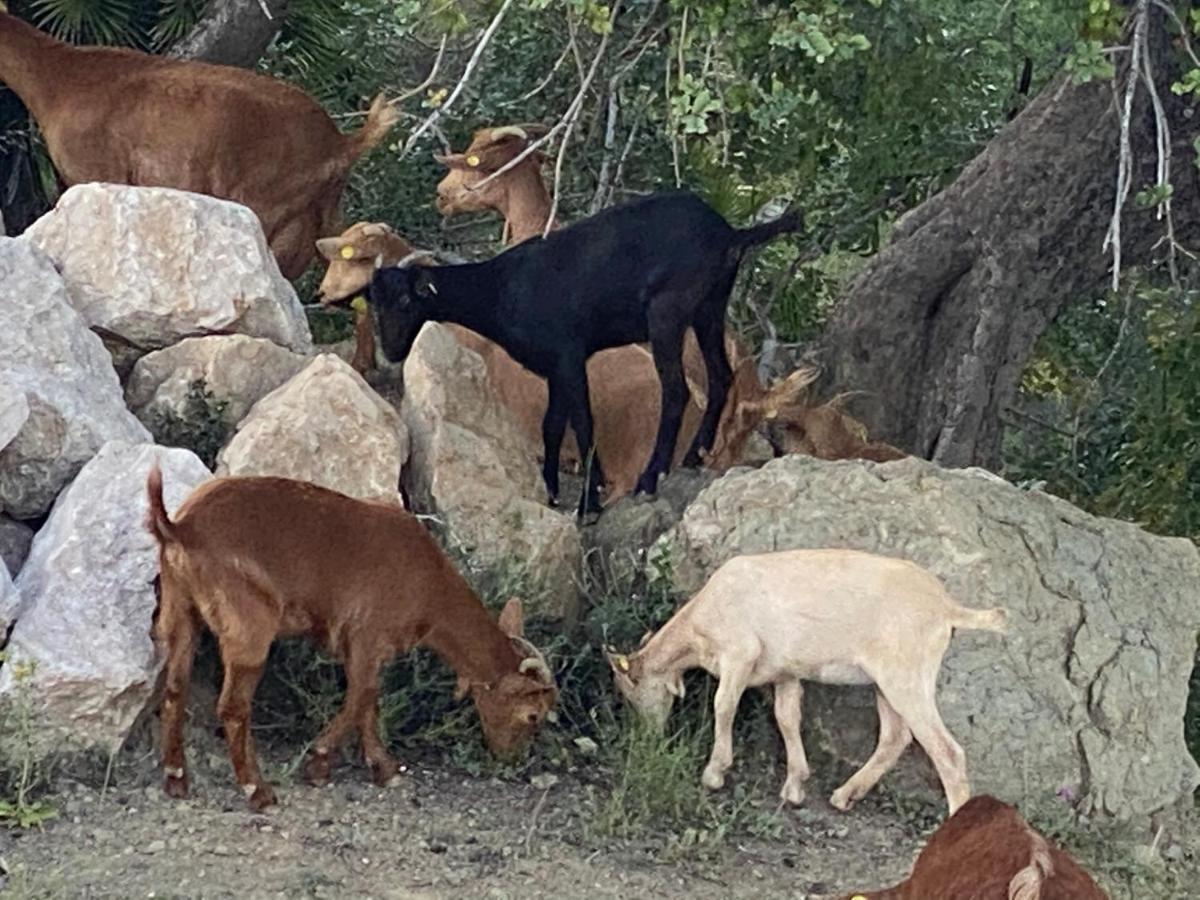 Cortijo Las Palmeras El Chorro อะโลรา ภายนอก รูปภาพ